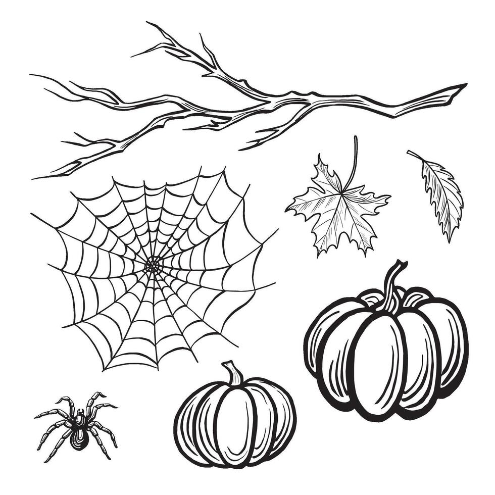 Spider with web, pumpkins, branch and leaves. Set autumn sketch. line illustrations, hand drawn isolated. Dangerous insects. Black and white doodle. Clipart for Halloween card, sticker, tattoo. vector