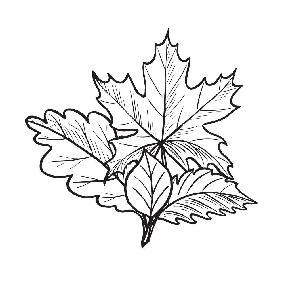 Autumn leaves bouquet sketch. illustration hand drawn isolated. Fall foliage arrangement. Black and white monochrome composition. Forest nature concept. Clipart for postcard, sticker, wrapping. vector