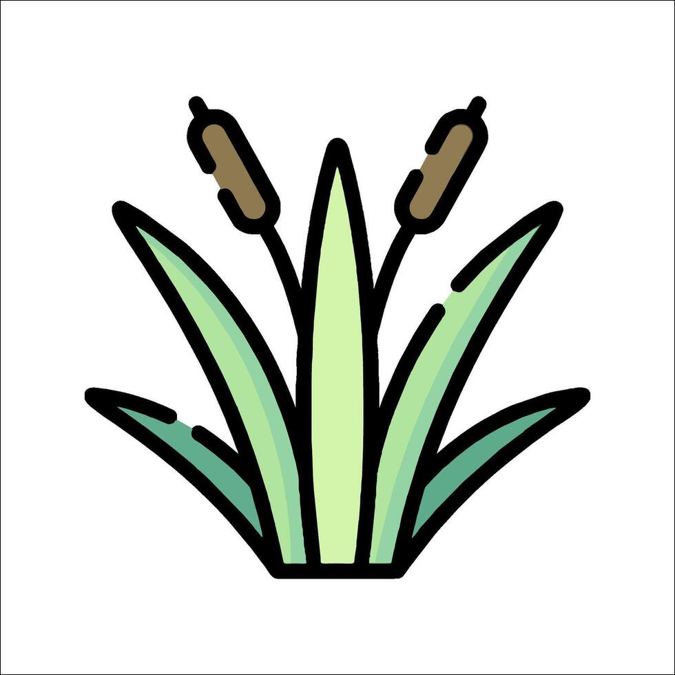 A plant with leaves and cattails on a white background vector
