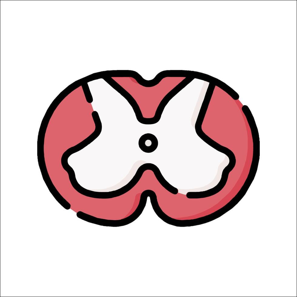 A cartoon image of a human heart vector