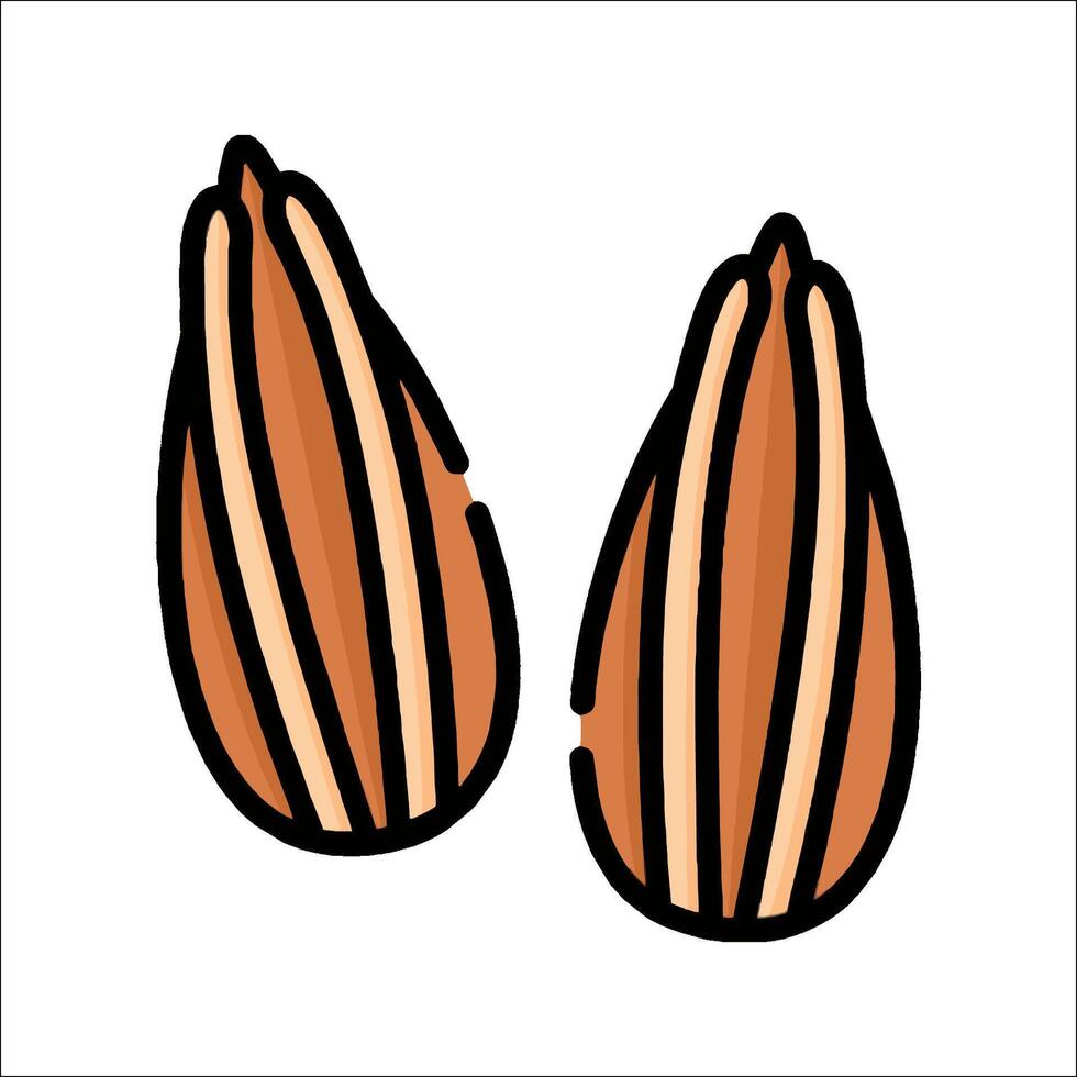 Two nuts are shown on a white background vector