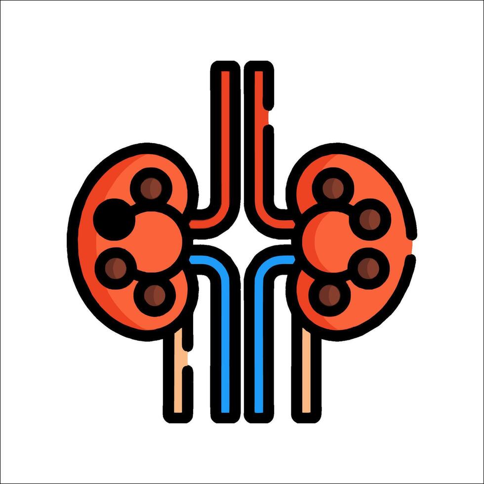 An illustration of a kidney and a kidney vector