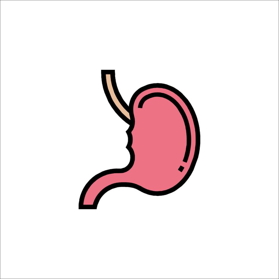 The stomach is shown in a line drawing vector