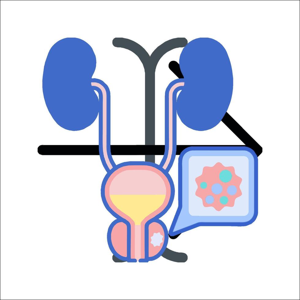 An illustration of a kidney and a kidney vector