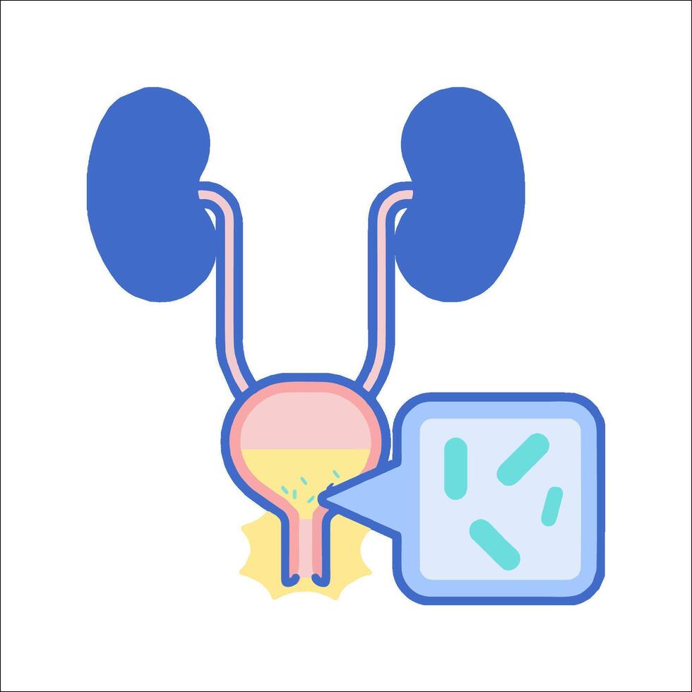 An illustration of a kidney and a kidney vector