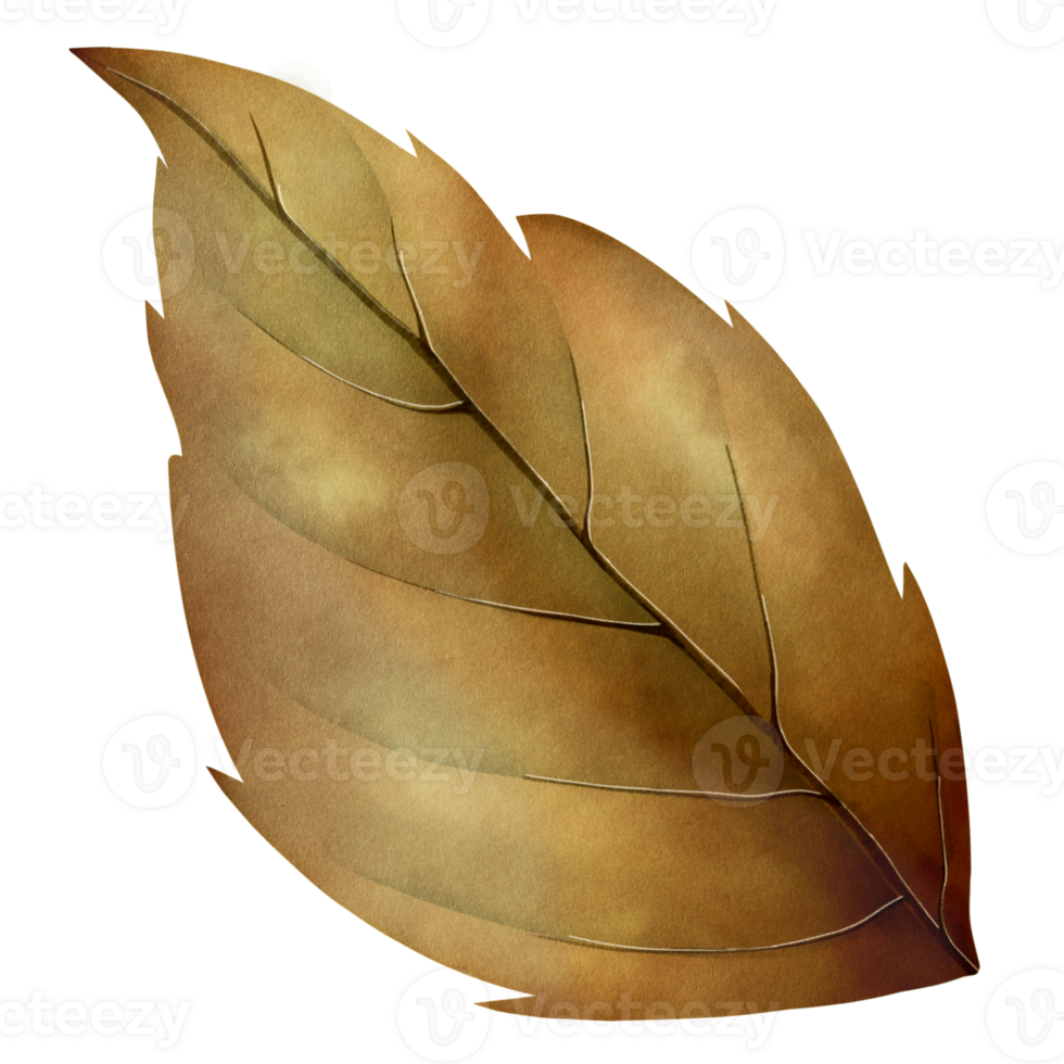 A brown leaf on Transparent background png