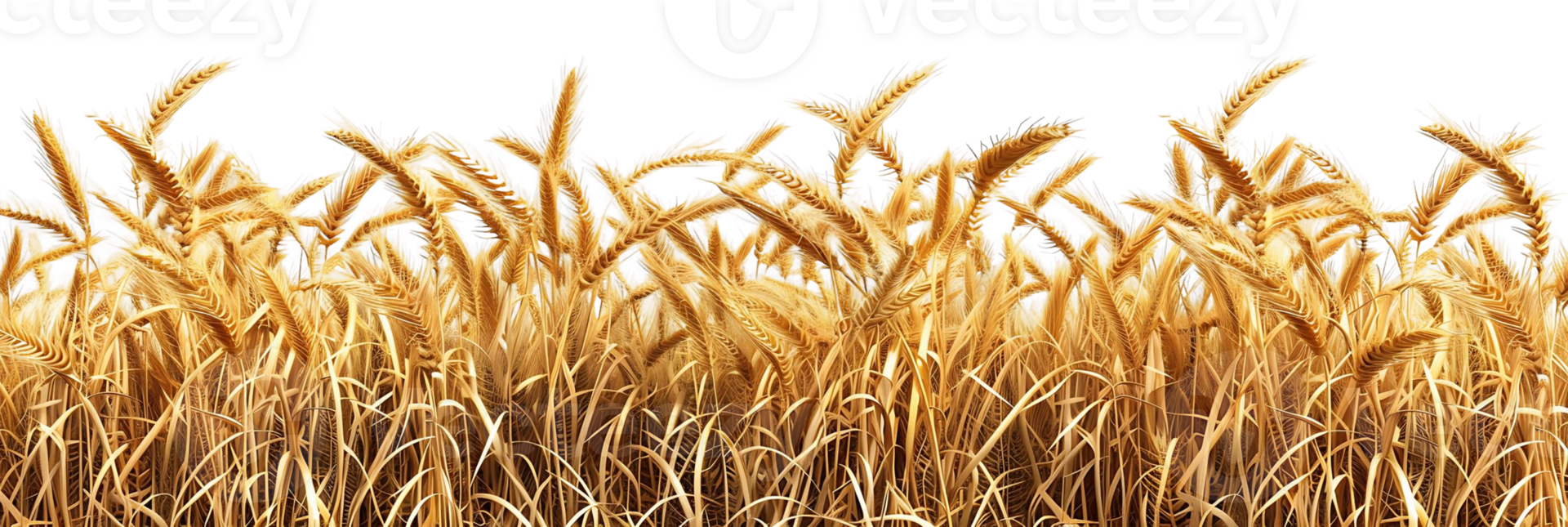 Wheat Field Border Cutout on Clear Background png