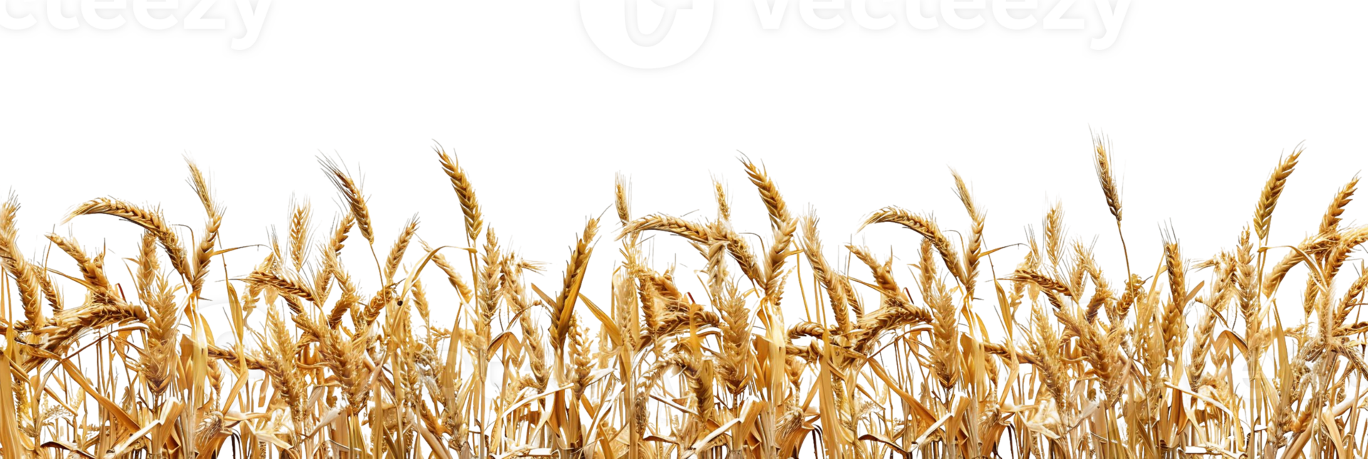 Wheat Field Border Isolated for Clipart png