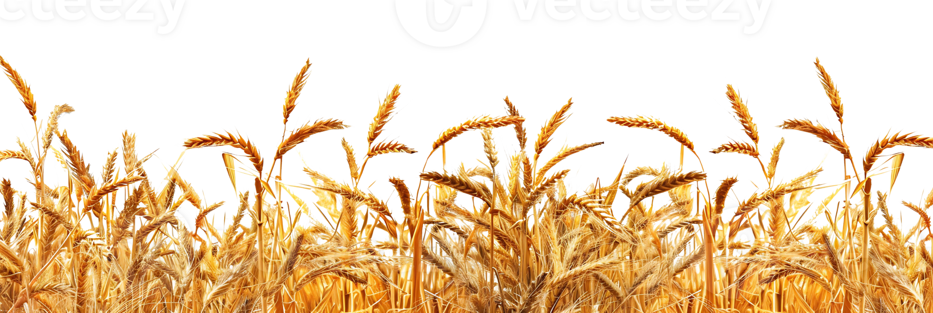 Wheat Field Border with Clear Background png