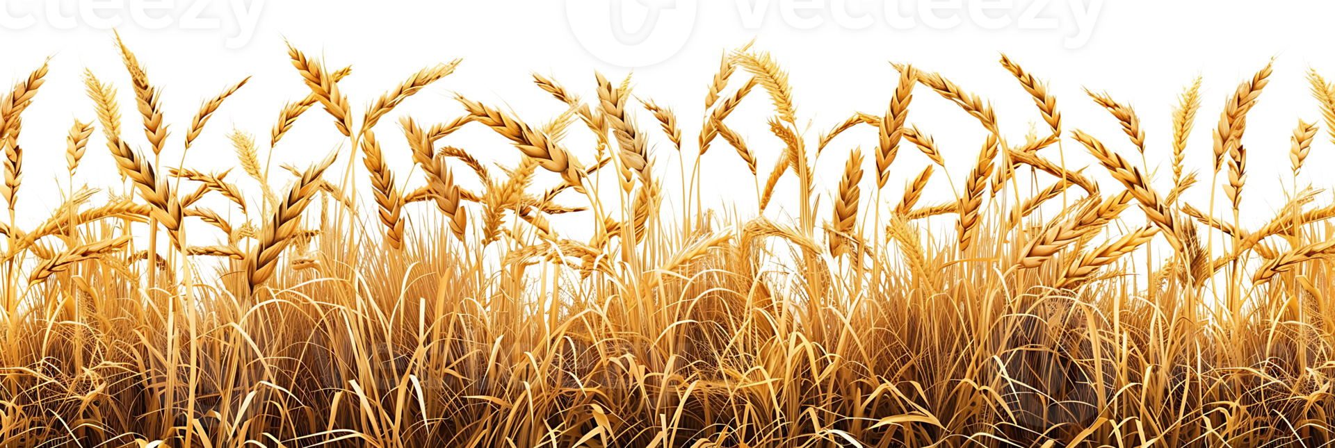 Transparent Background Wheat Field Border png