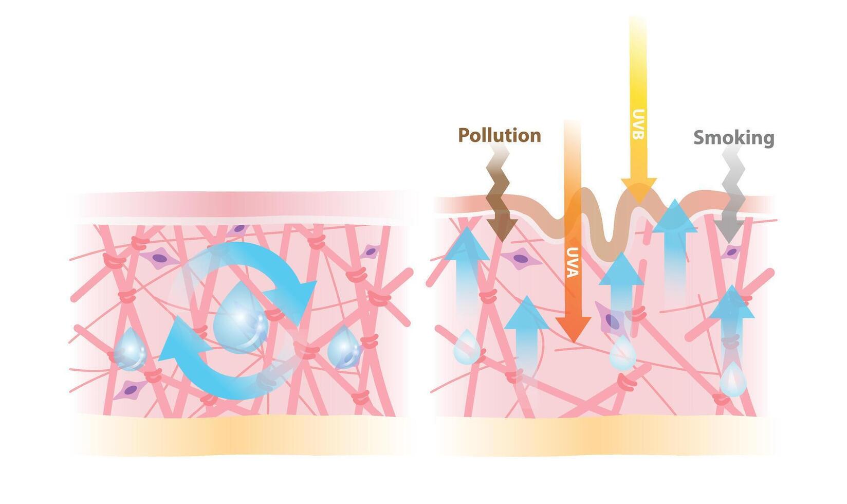 The mechanism of intact collagen absorb water and moisture illustration isolated on white background. When older age that collagen and elastin decrease, skin wrinkled, lacks water and moisture. vector