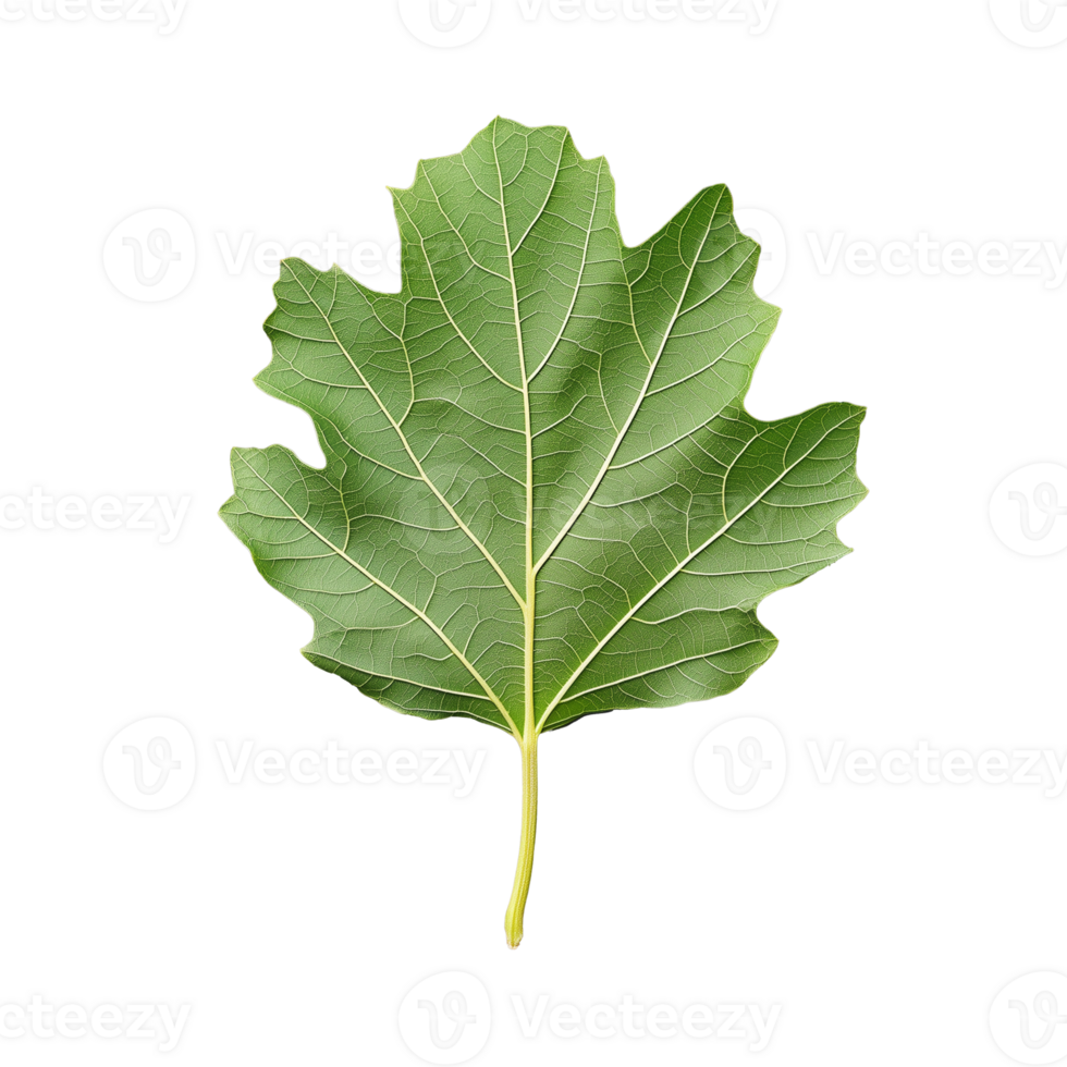 Oak leaf with lobed edges and detailed texture on transparent background png