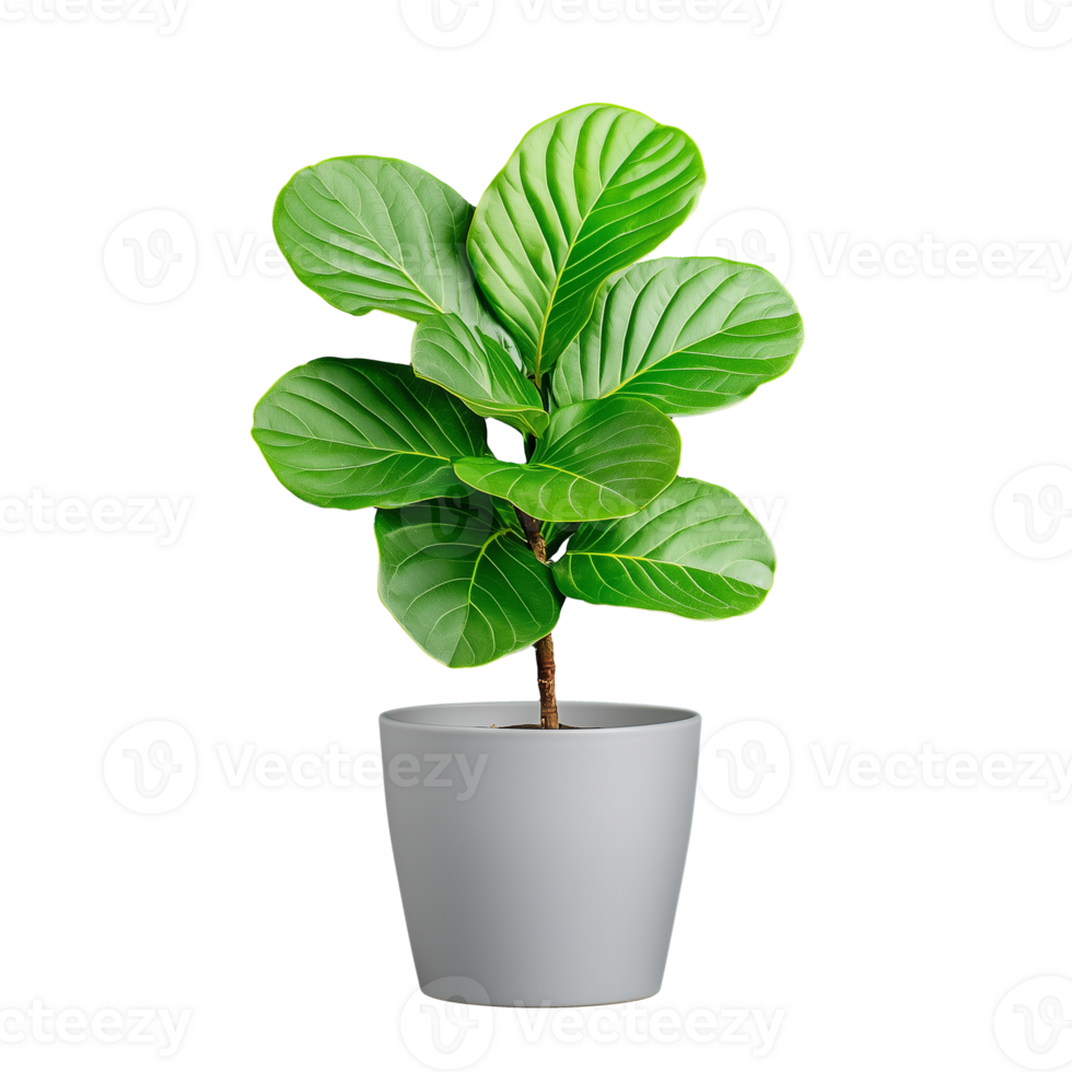Potted fiddle leaf fig plant with green leaves on transparent background png