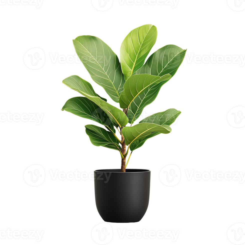 Rubber plant with broad green leaves in black pot on transparent background png