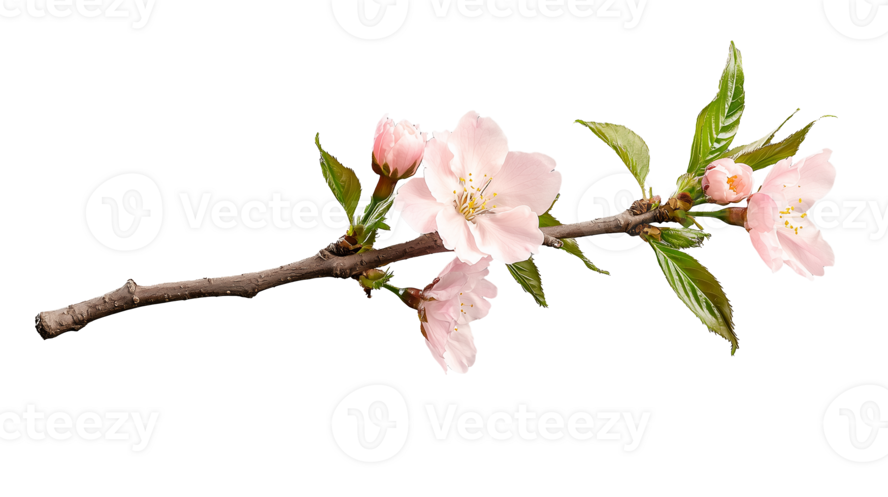 Branch with pink cherry blossoms and green leaves on transparent background png