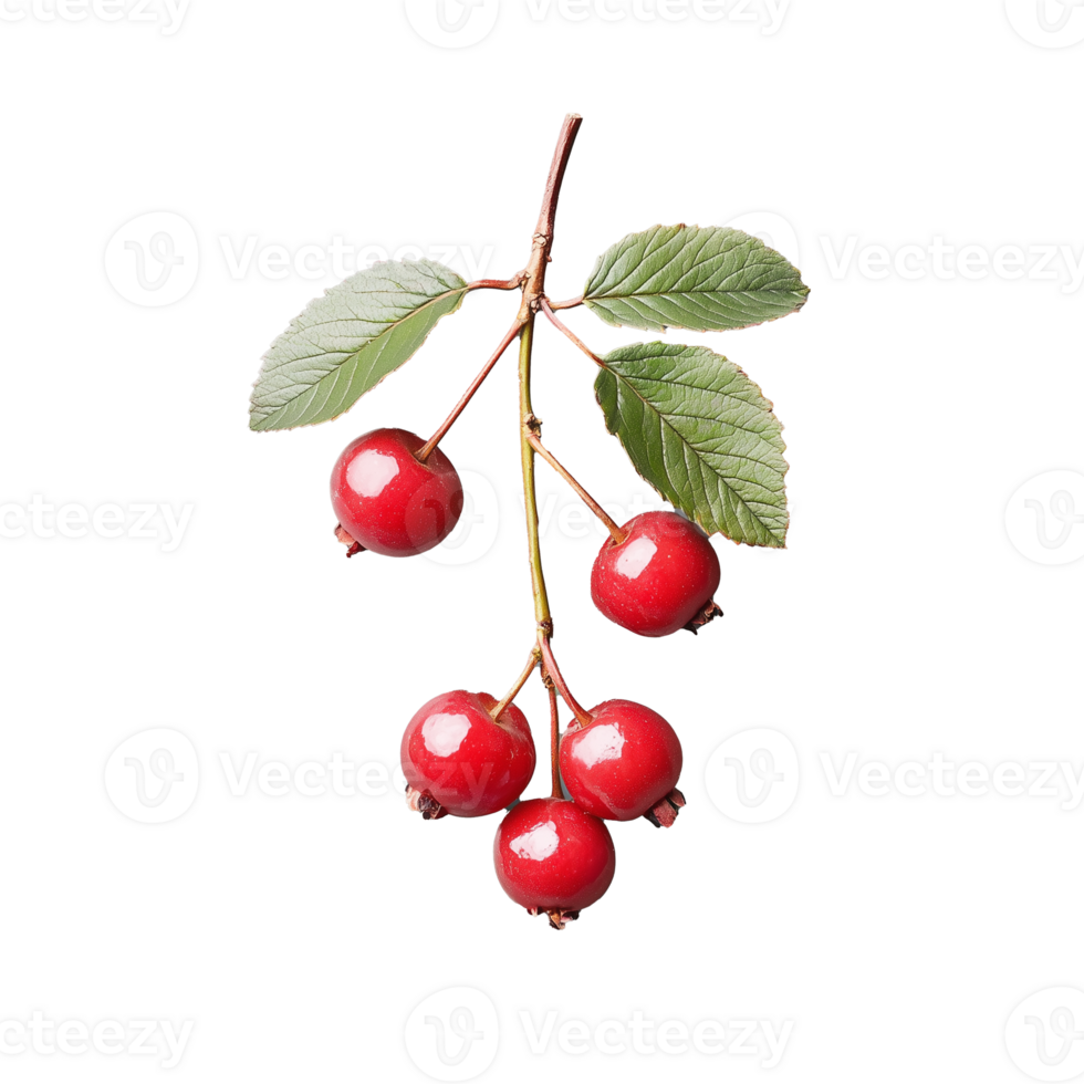 Branch with red berries and green leaves on transparent background png