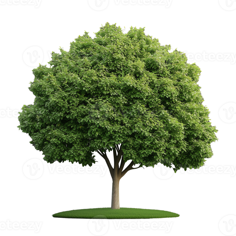 Large green tree with dense foliage on transparent background png