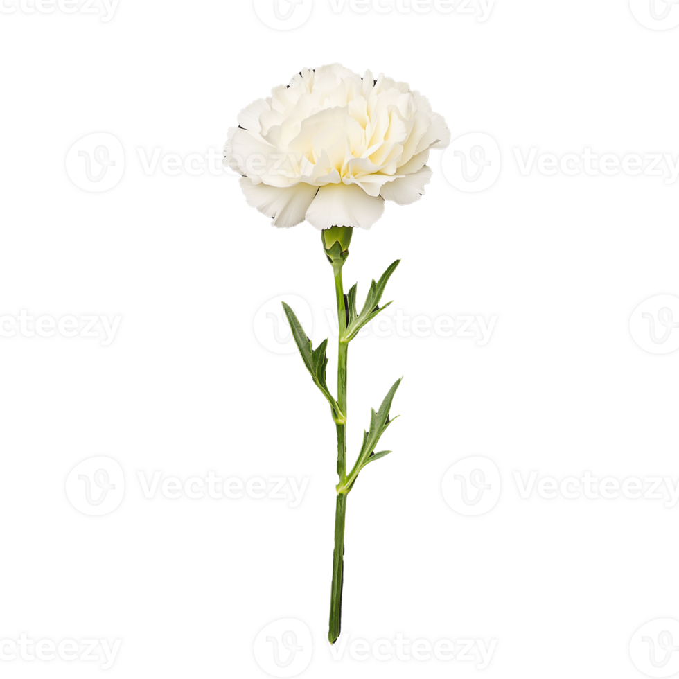 White carnation flower with stem and leaves on transparent background png
