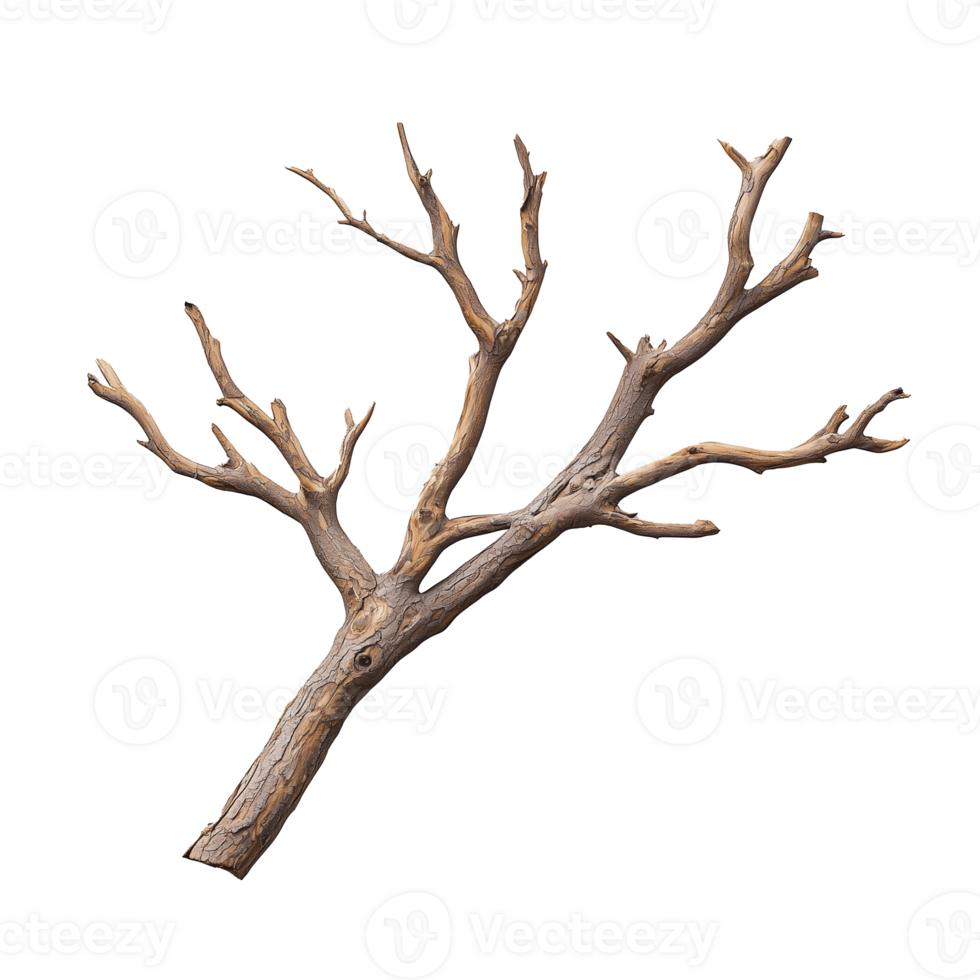Bare tree branch isolated on a transparent background png