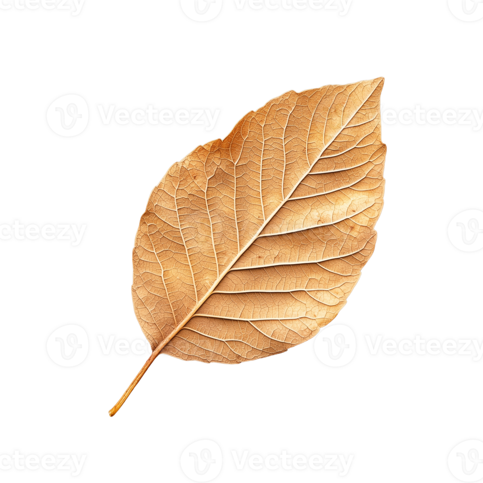 Realistic brown autumn leaf on transparent background png