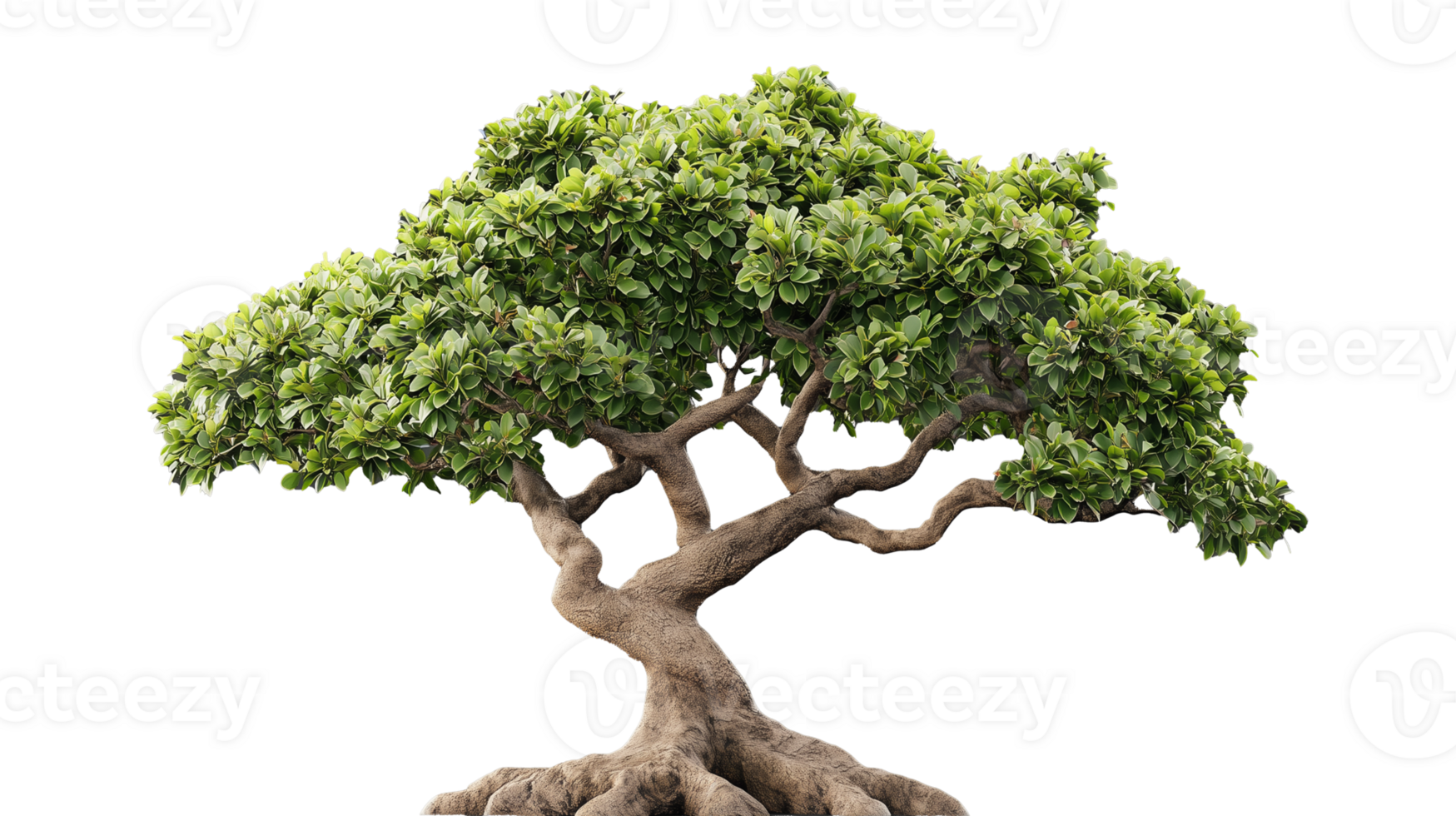 Mature bonsai tree with dense foliage and exposed roots, transparent background png