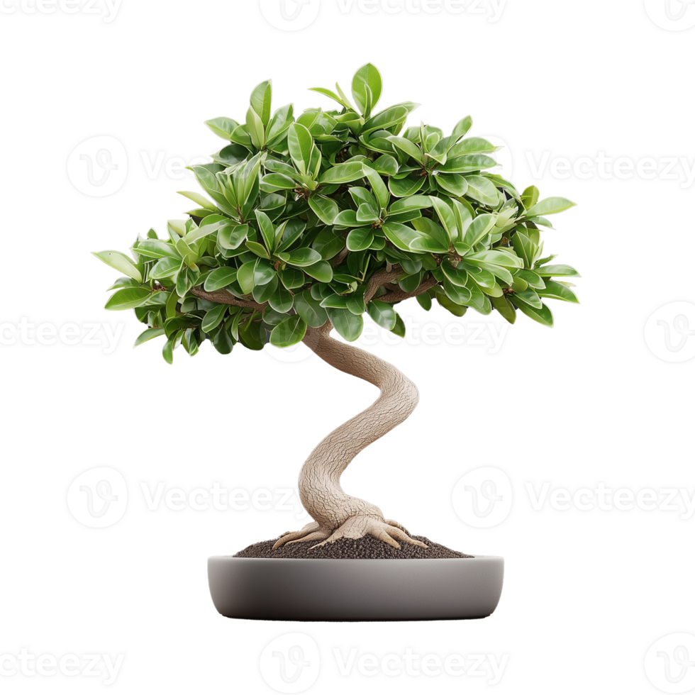 Small bonsai tree in ceramic pot on transparent background png