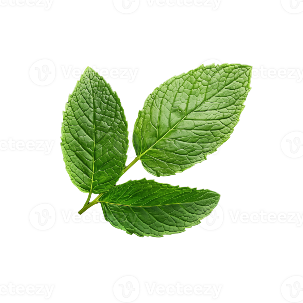 Fresh mint leaves with detailed texture on transparent background, representing freshness and natural flavor png