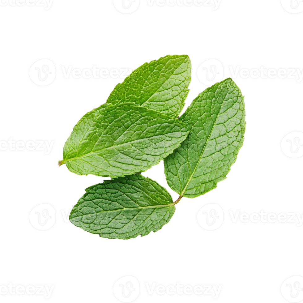 Cluster of mint leaves with vibrant green color on transparent background, ideal for culinary and drink garnish png