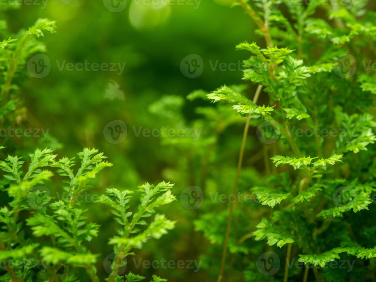 The fine and delicate leaves of the Spike Moss fern photo