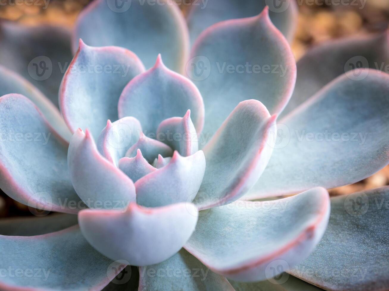 Leaves detail close up fresh leaves detail of Echeveria Succulent plant photo