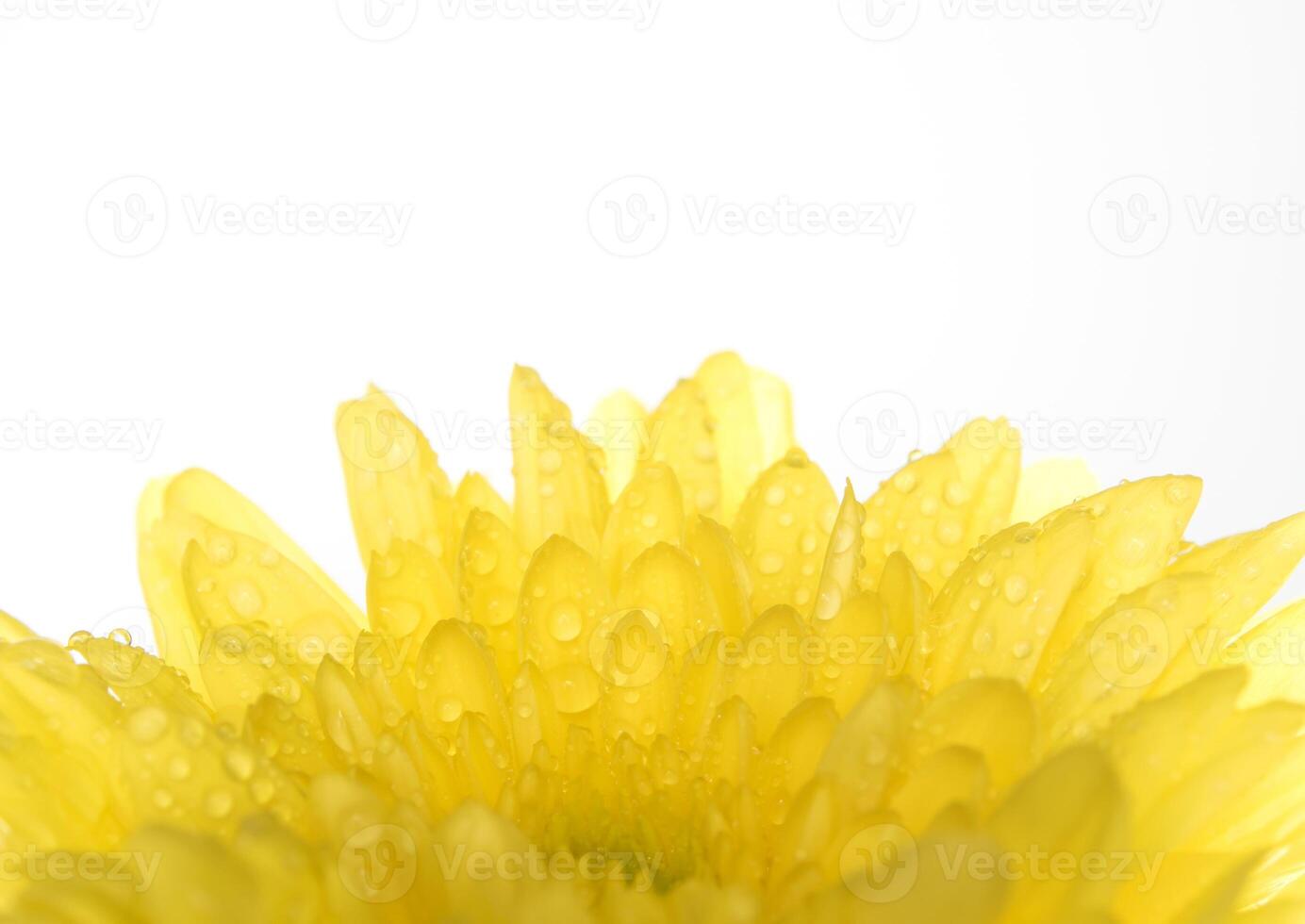 Close up yellow chrysanthemum flower on white background photo