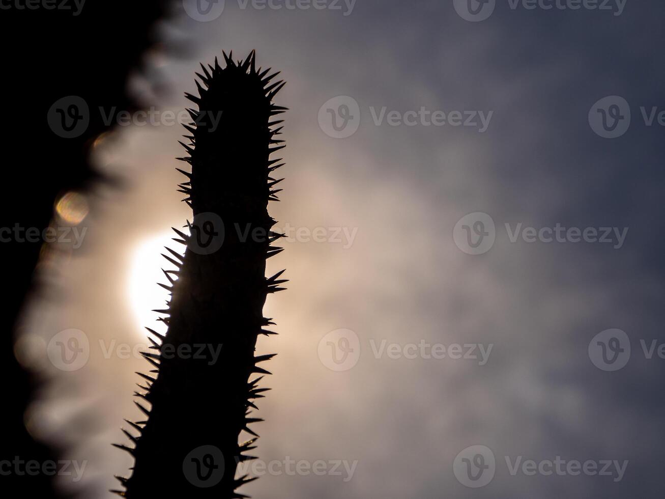 Madagascar palm the Spiky desert plant in the hard sunlight photo