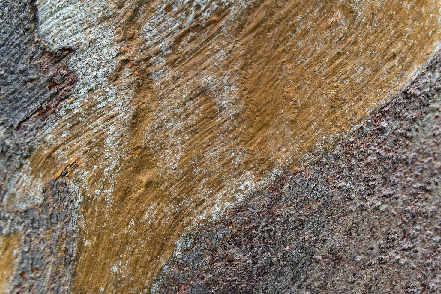 Texture surface of Eucalyptus tree trunk photo