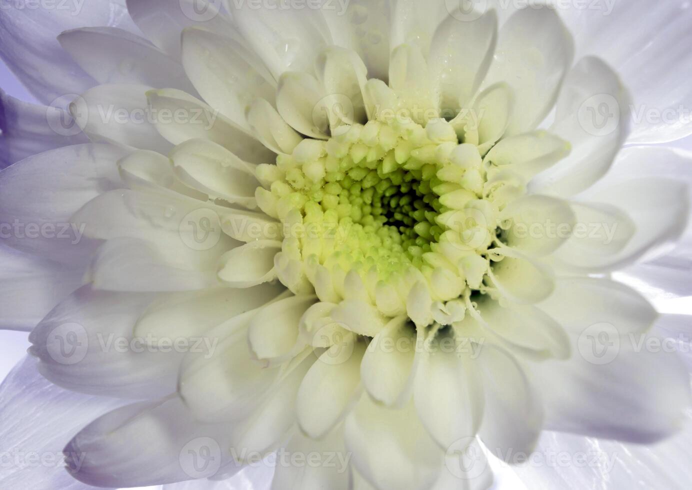 Close up of white chrysanthemum flower photo