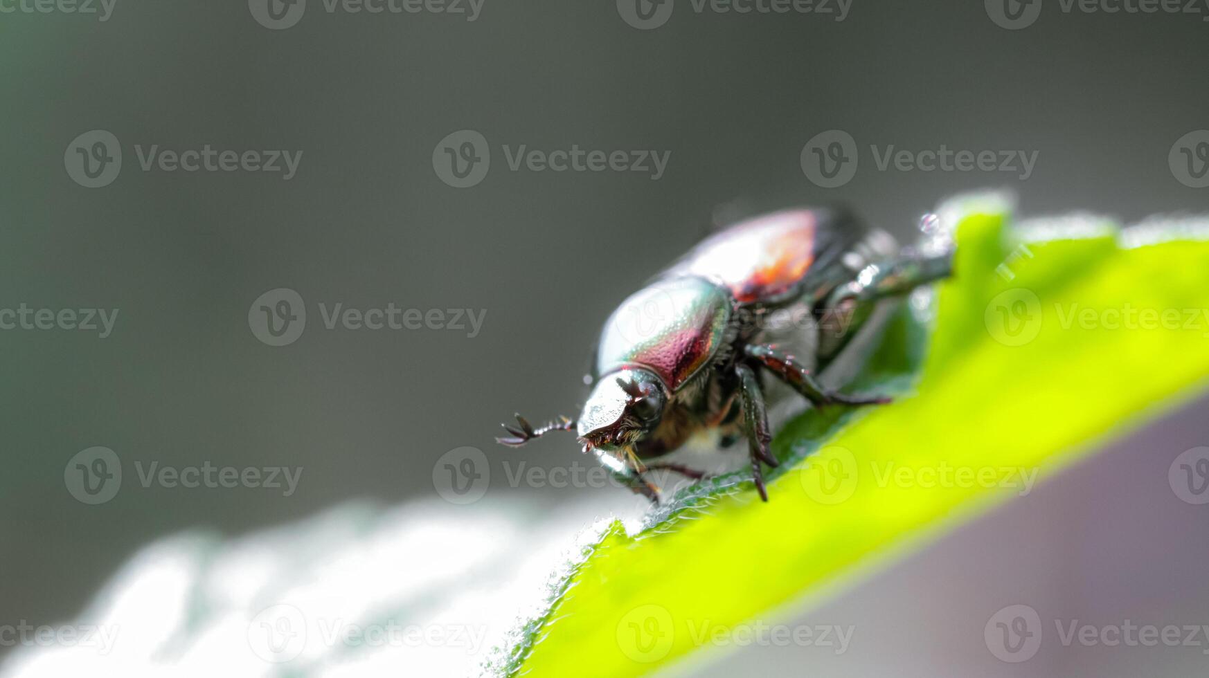small beetle on leaf tip shot in macro photo