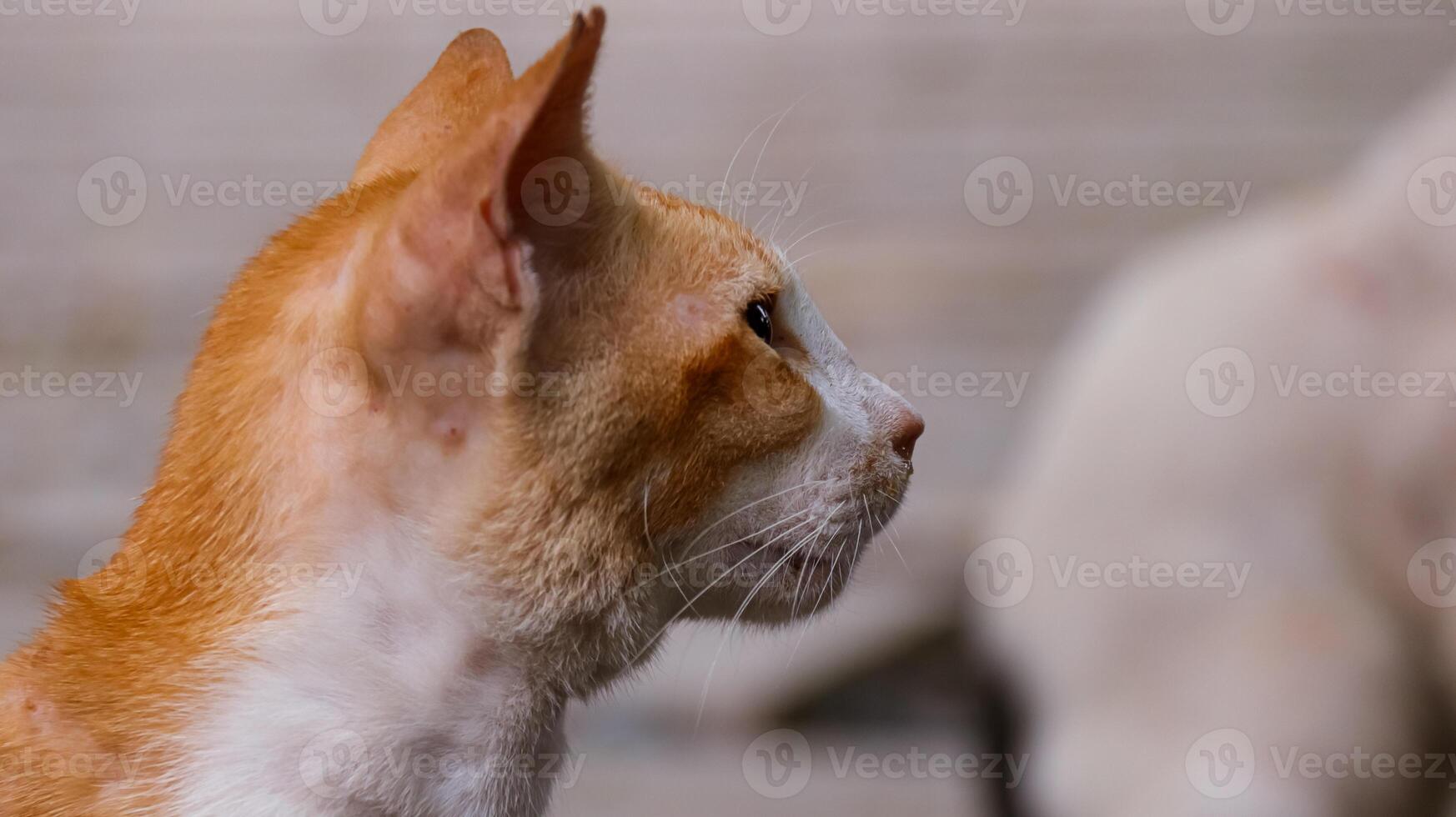 side view of a cat's head photo