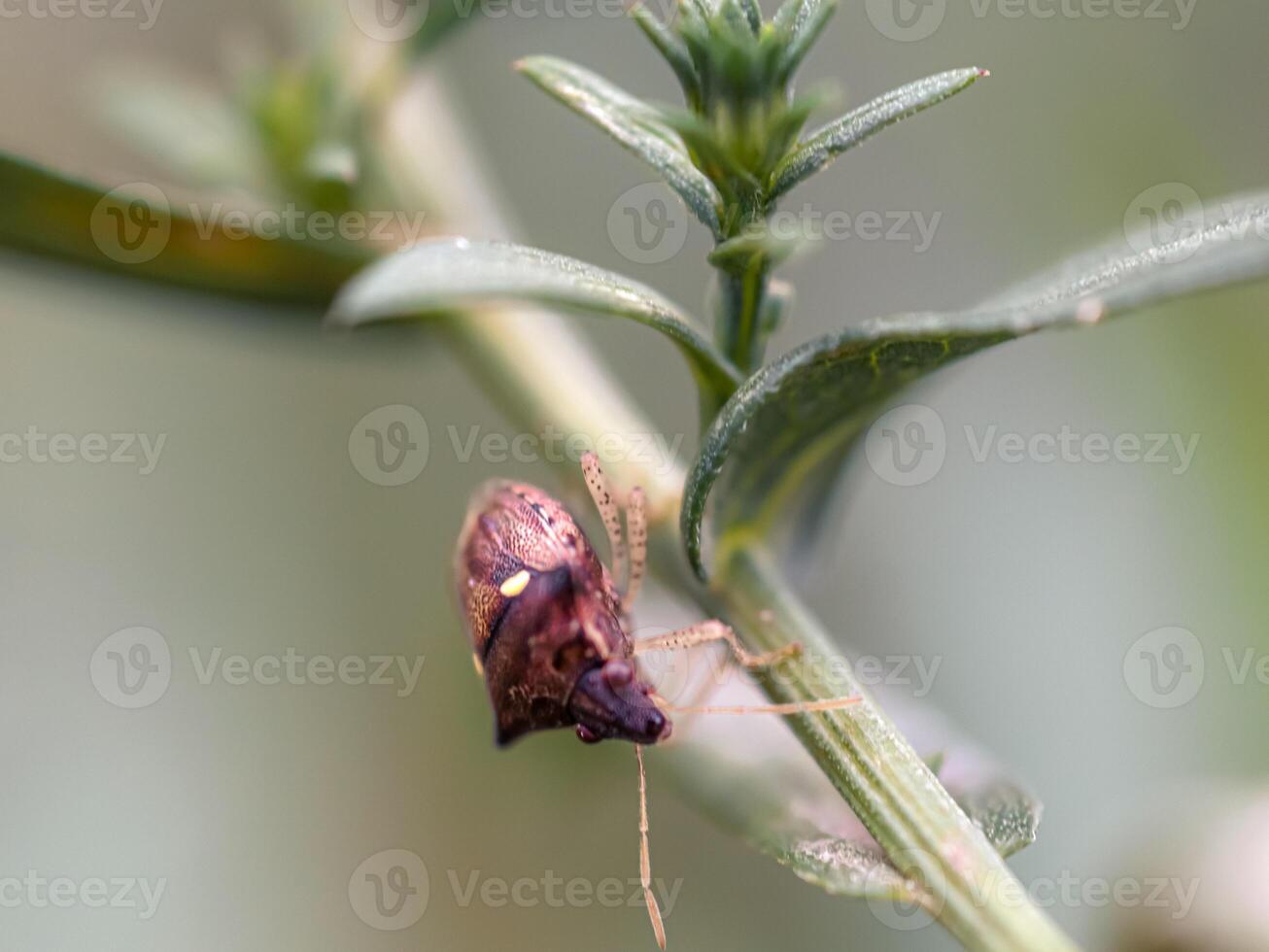 small beetle on leaf tip shot in macro photo