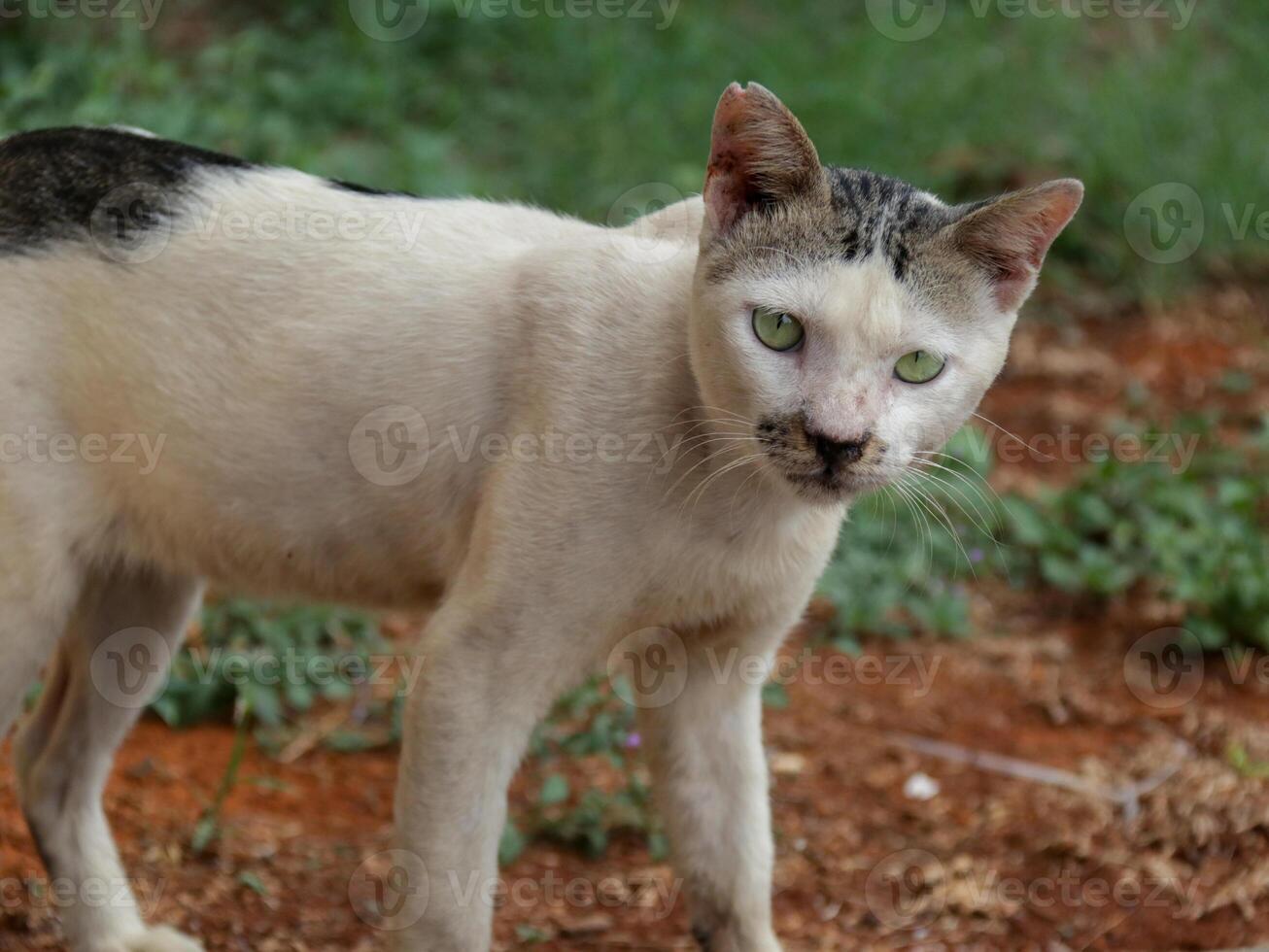 Side view of domestic cat looking around curiously photo