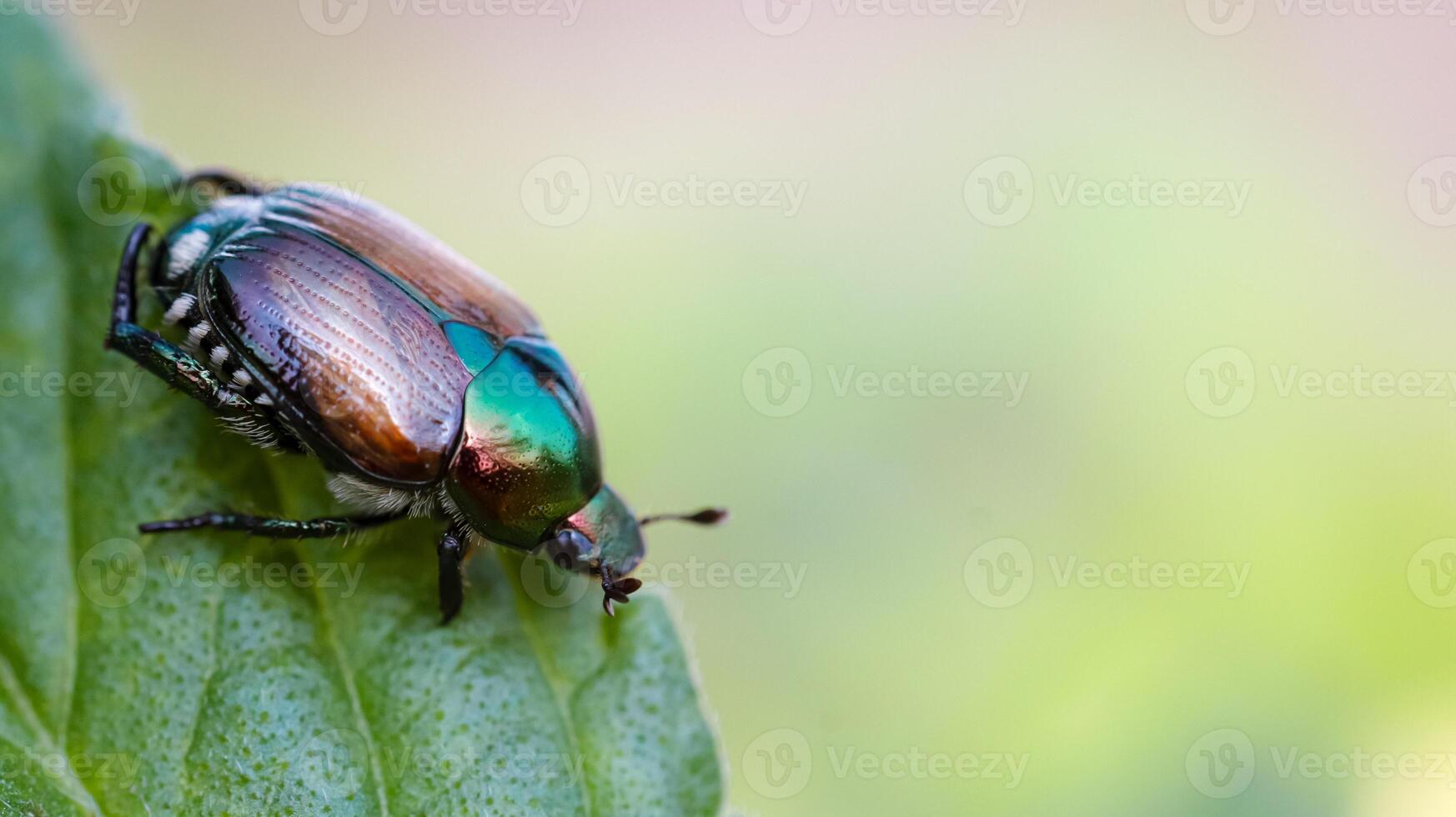 small beetle on leaf tip shot in macro photo