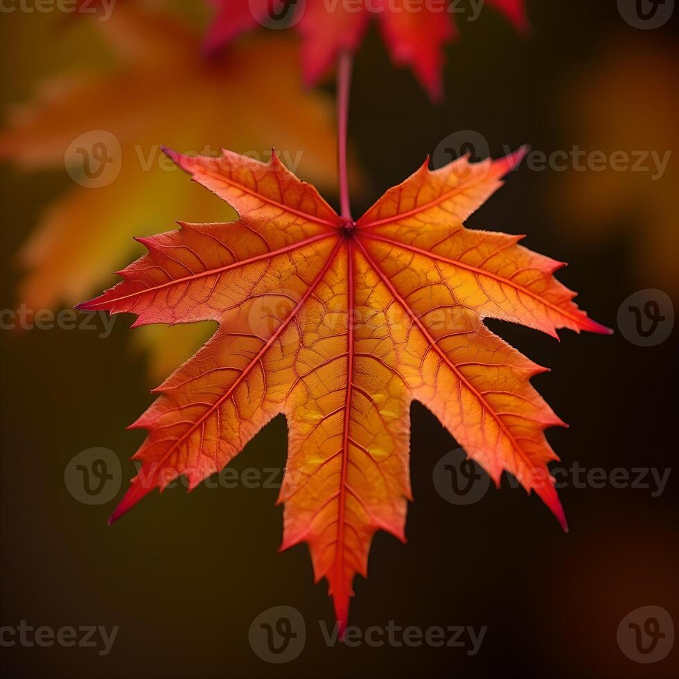 autumn maple leaf photo