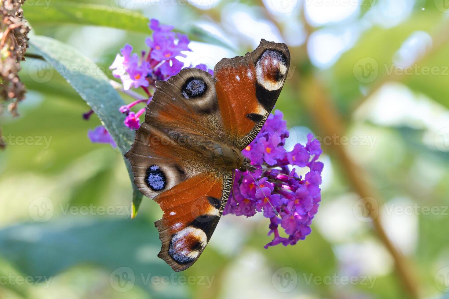 Peacock butterfly, butterfly on a flower. Butterfly bush with pink flowers. Insect photo