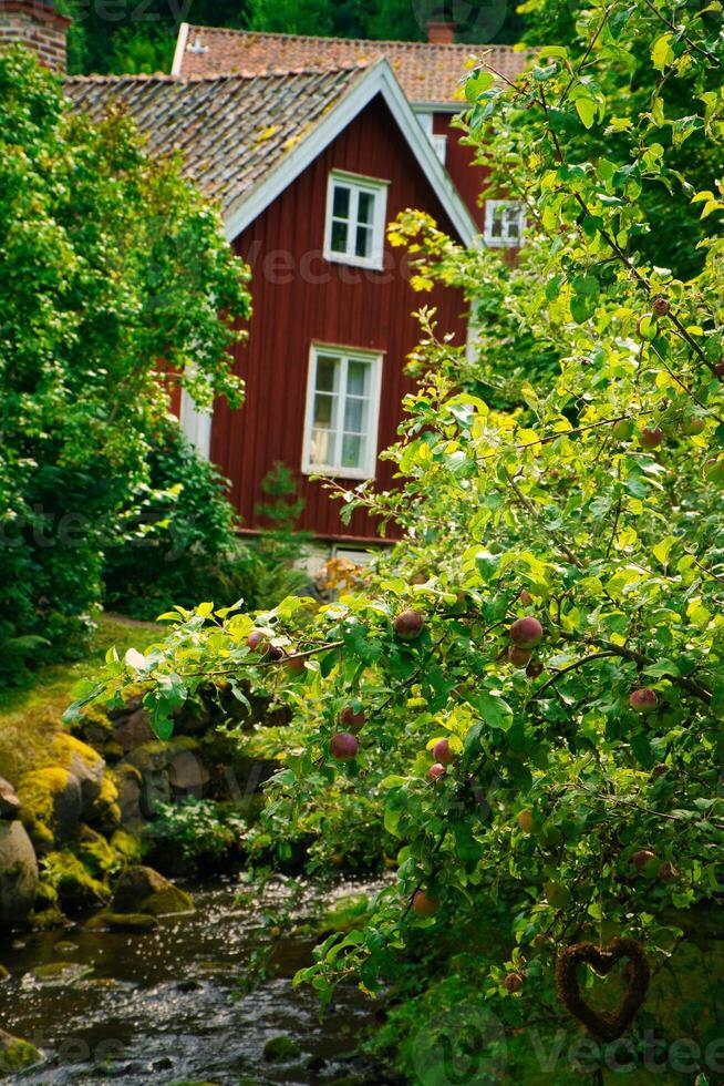 Apple tree with apples by a stream in front of a red Swedish house with garden. Swedish nature photo