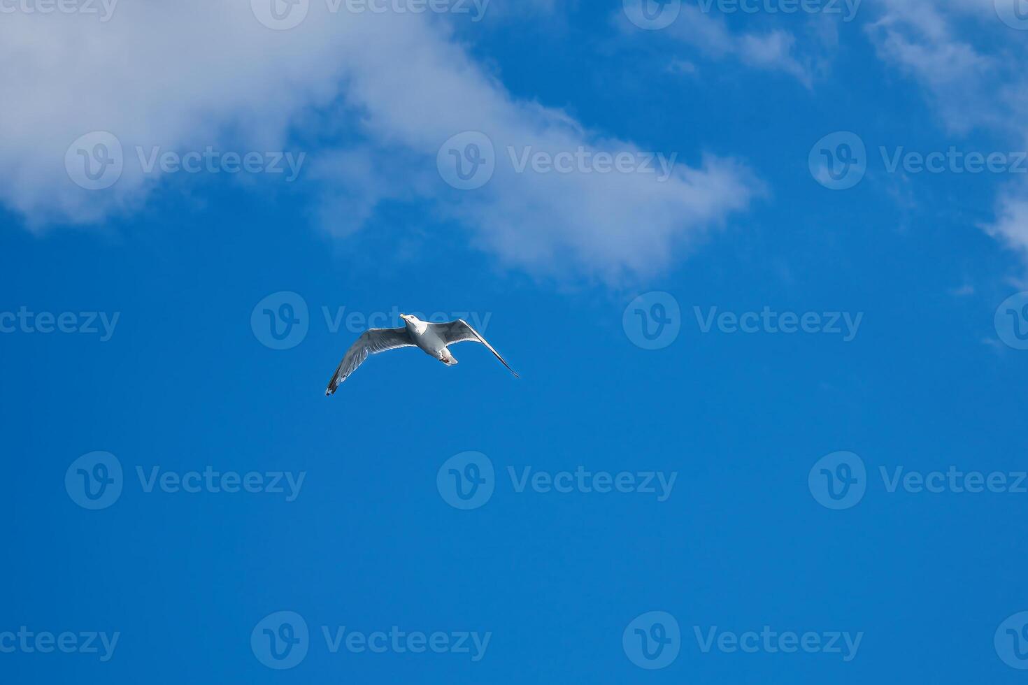 Seagull flying in the sky. White clouds in the background. Bird from the coast. photo