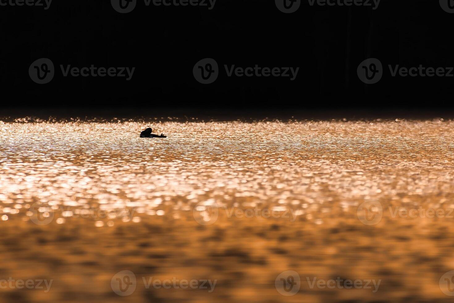 A miniature silhouette of a magnificent grebe bird in the glittering waters of a lake photo