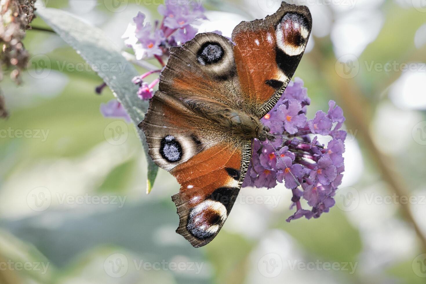Peacock butterfly, butterfly on a flower. Butterfly bush with pink flowers. Insect photo