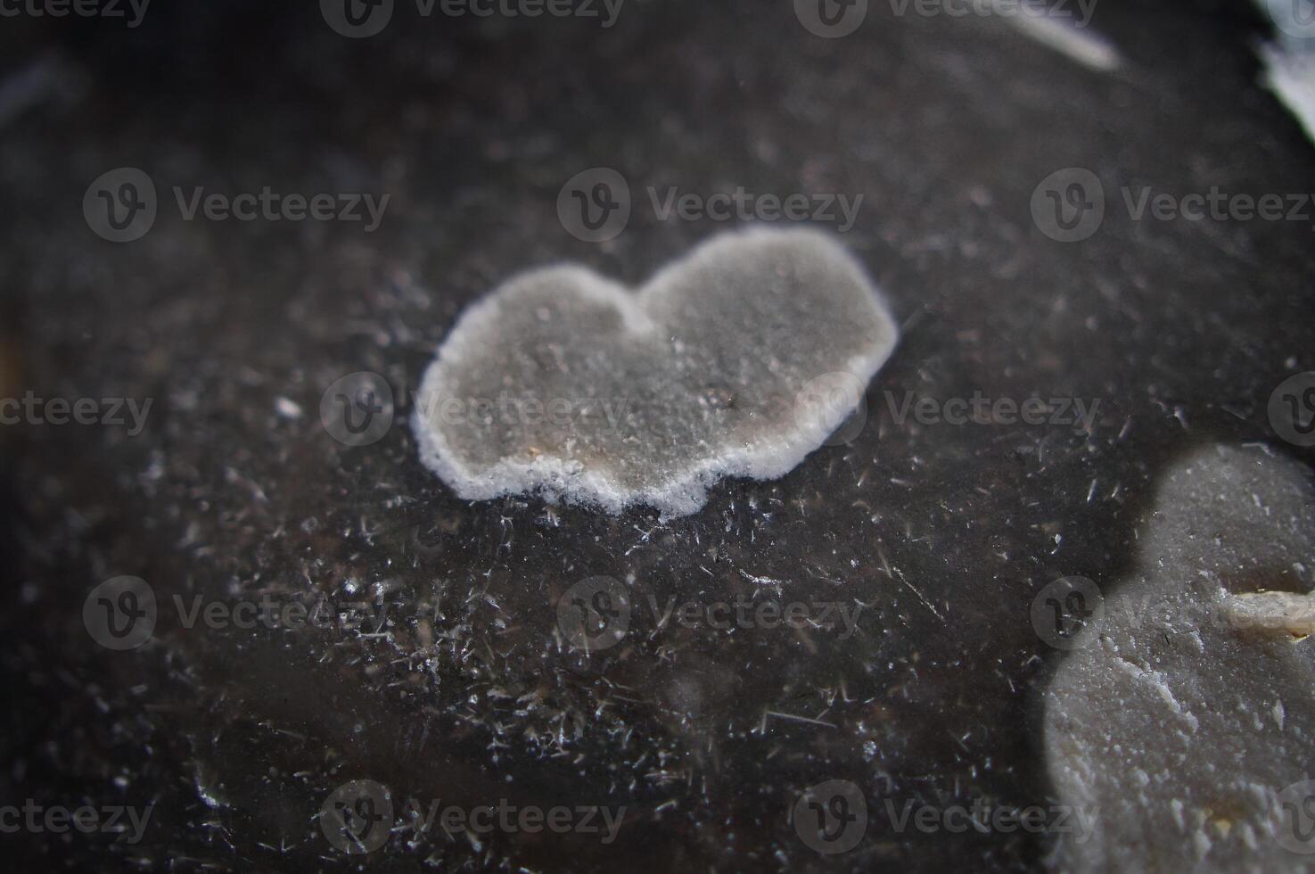 Heart on a black flint with lichen growth lying in the sand, on the beach in Zingst photo