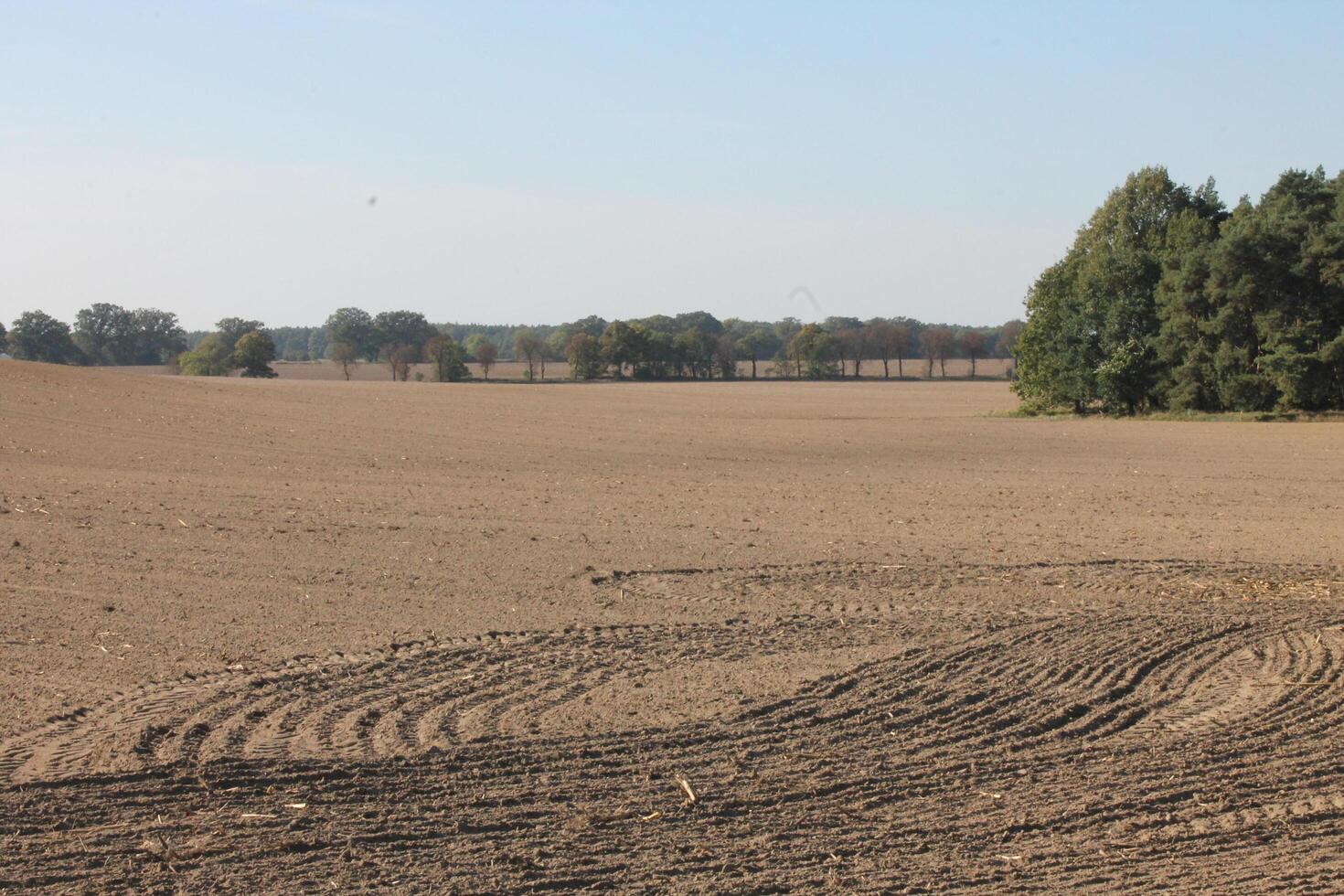 beige field photo