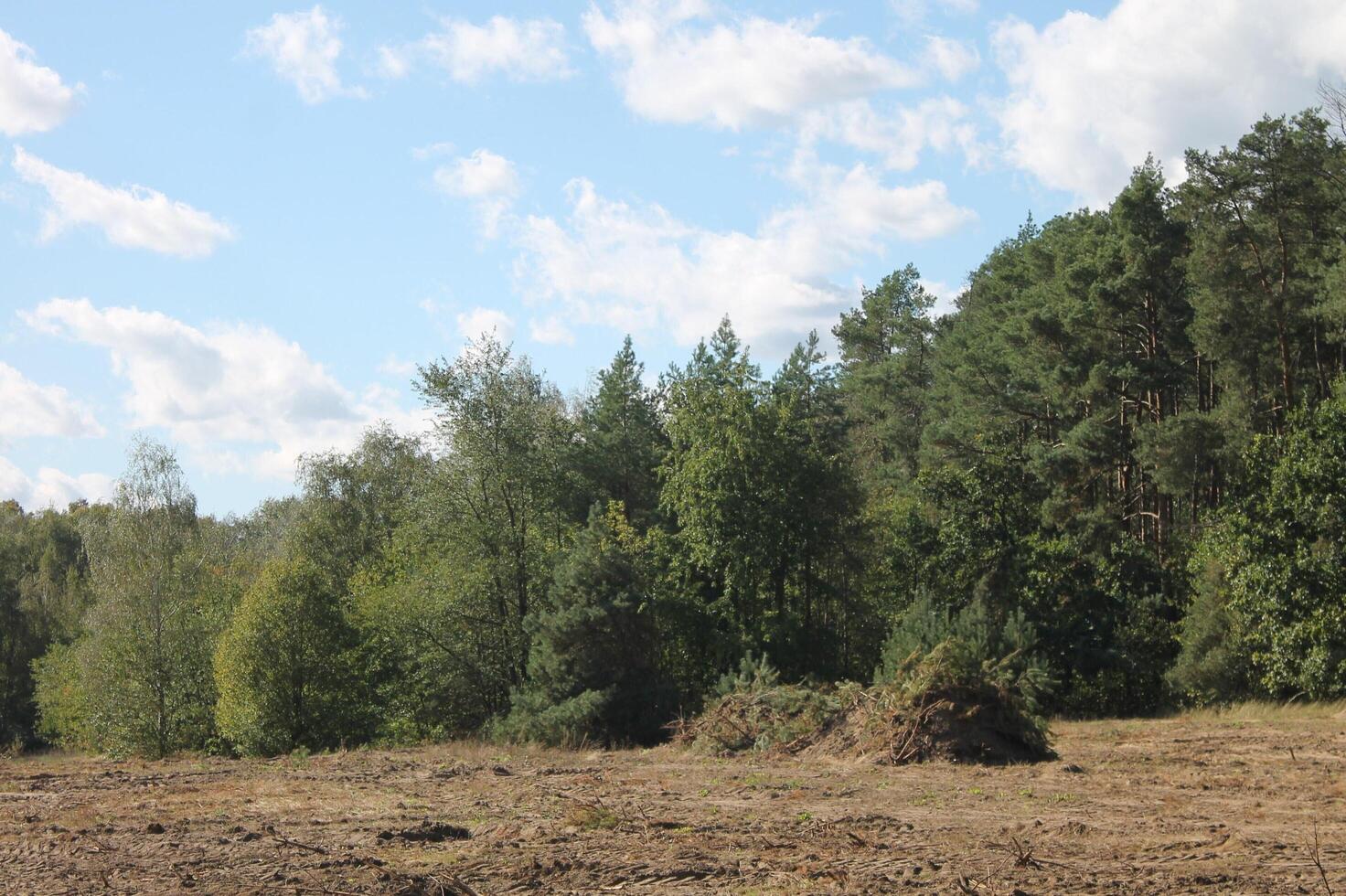 tree landscape photo