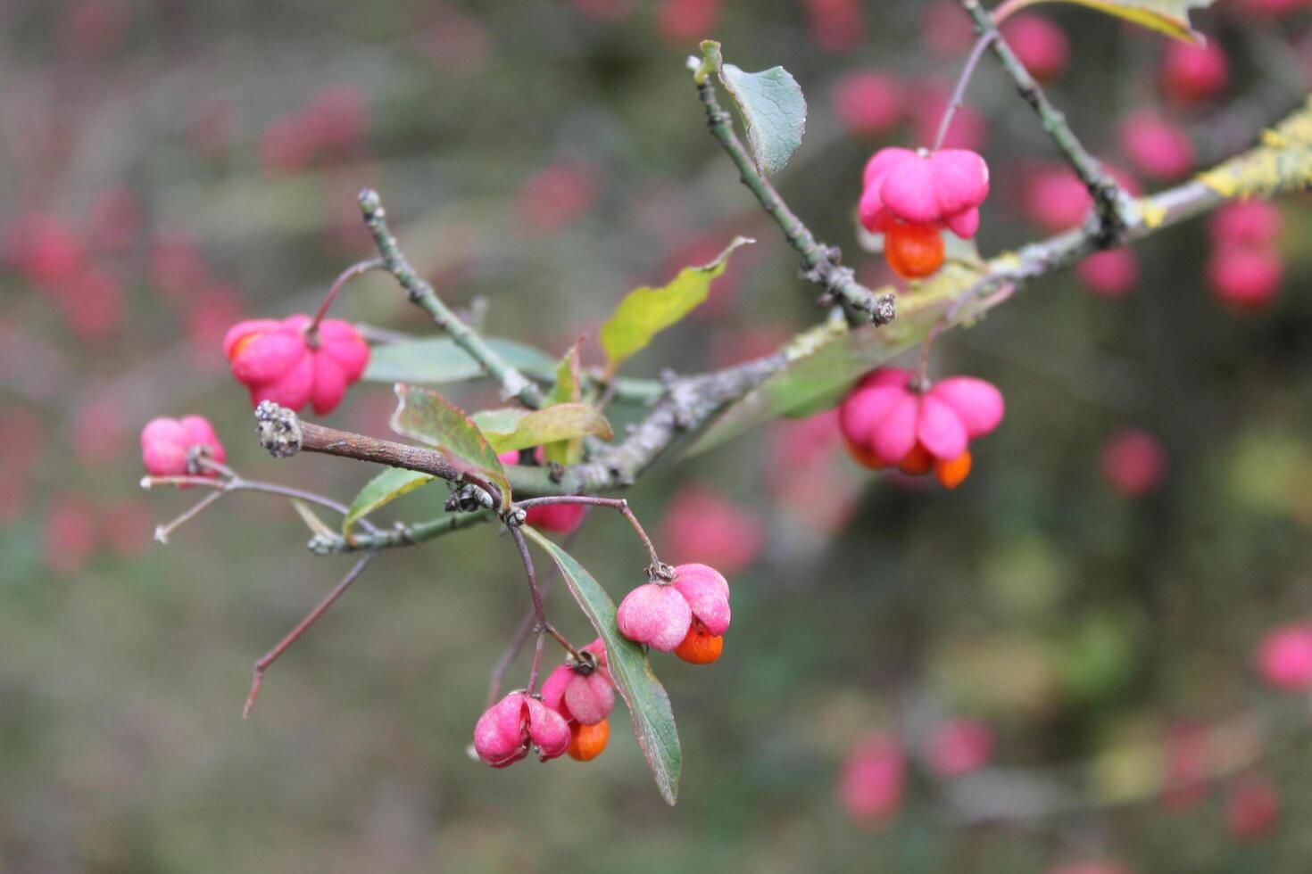 photo of a colorful plant