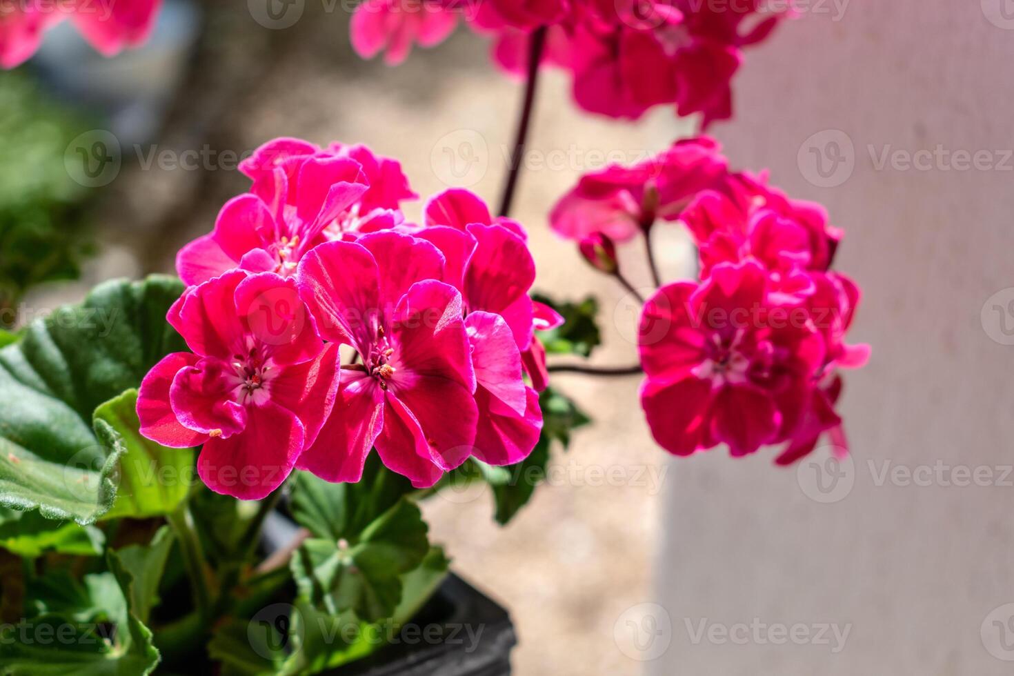Potted pink geranium on a windowsill, pelargonium photo